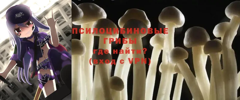 Галлюциногенные грибы Psilocybine cubensis  Салават 